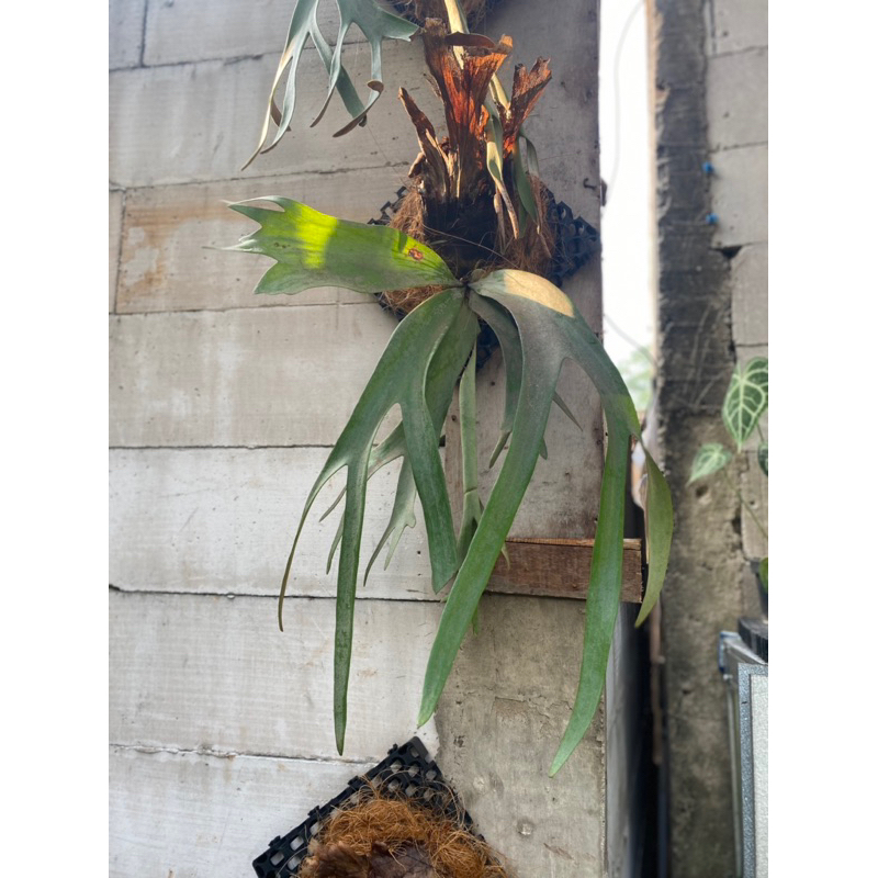 platycerium willinckii