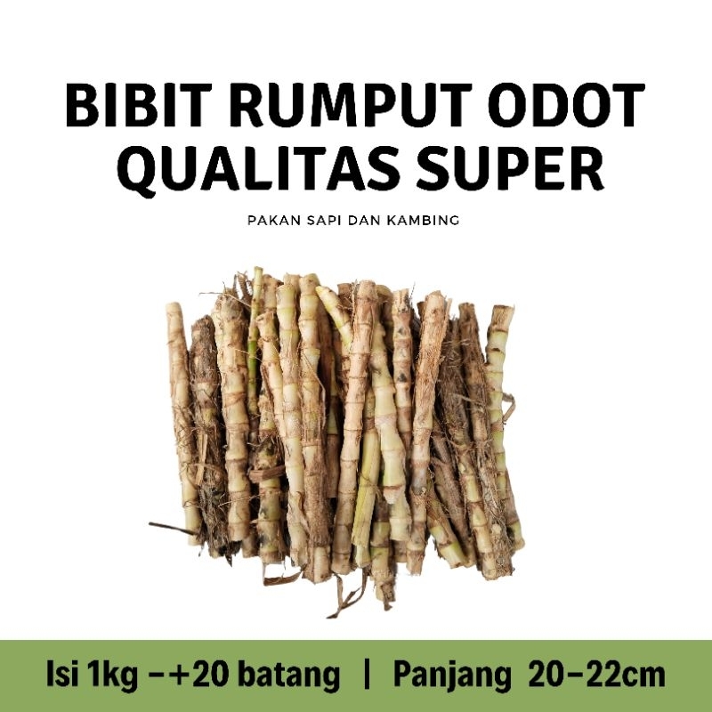 Bibit rumput odot super