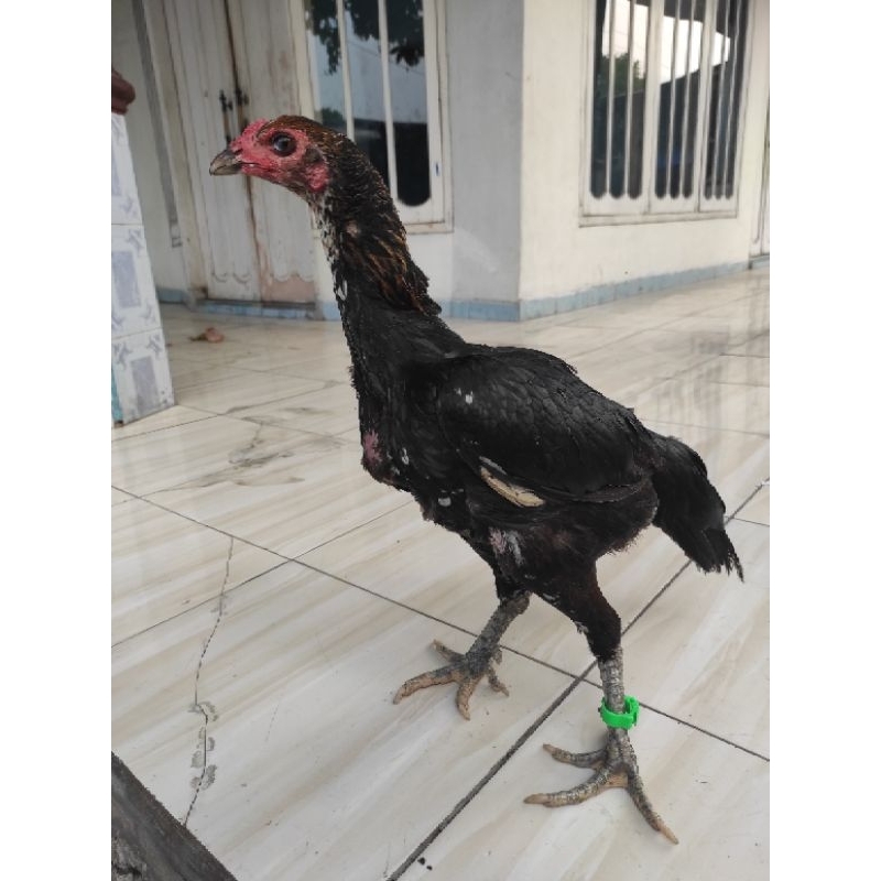 Ayam indukan Birma Bangkok Mamgon Jalu super