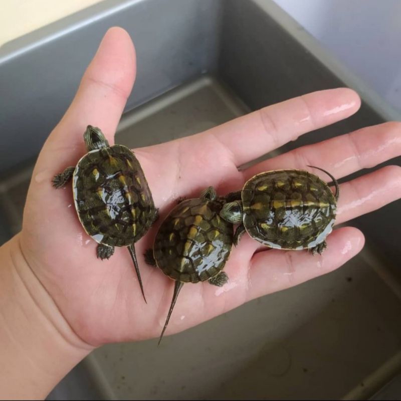 Ocadia Sinensis Cb Lokal