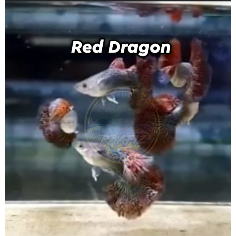 Guppy Red Dragon