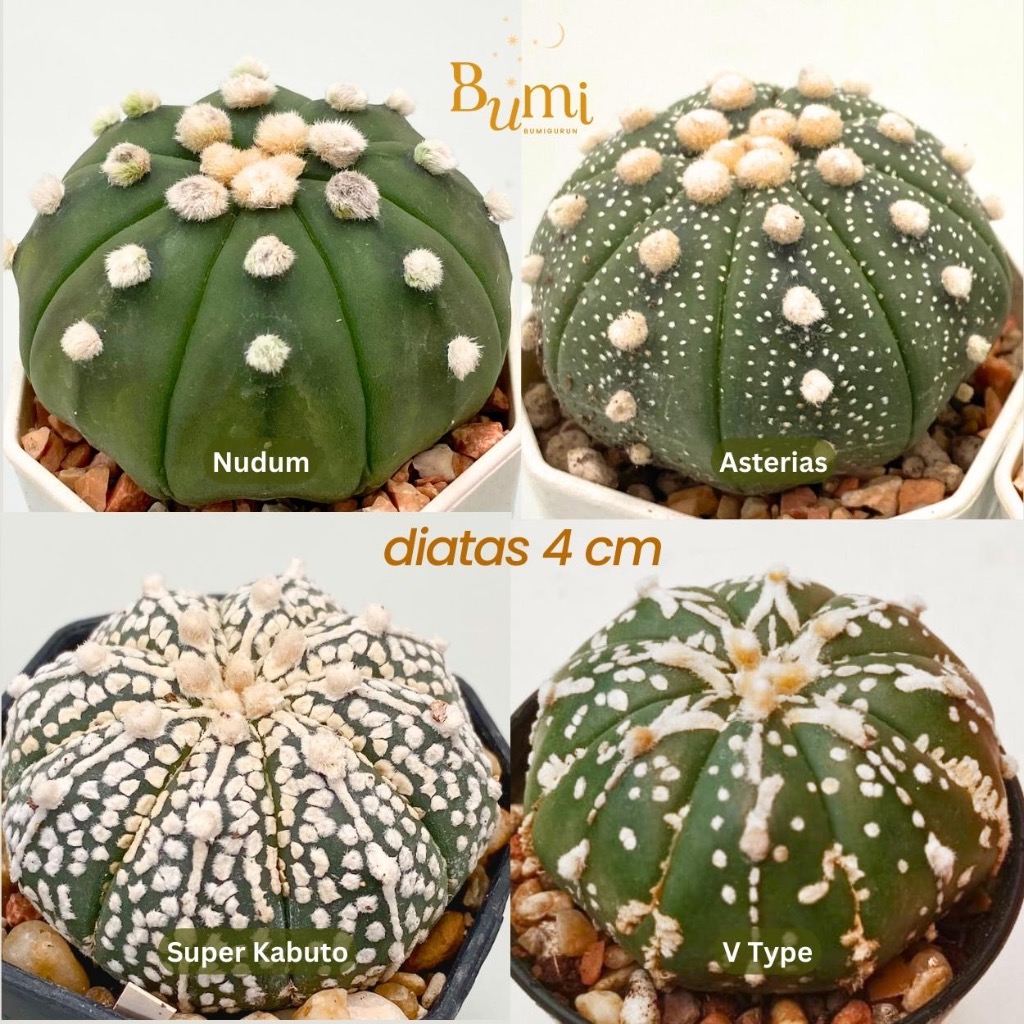 BUMI ORCHIDS Astrophytum asterias V Type, Super Kabuto, Nudum, Asterias - Gurun Kaktus Cactus Succul