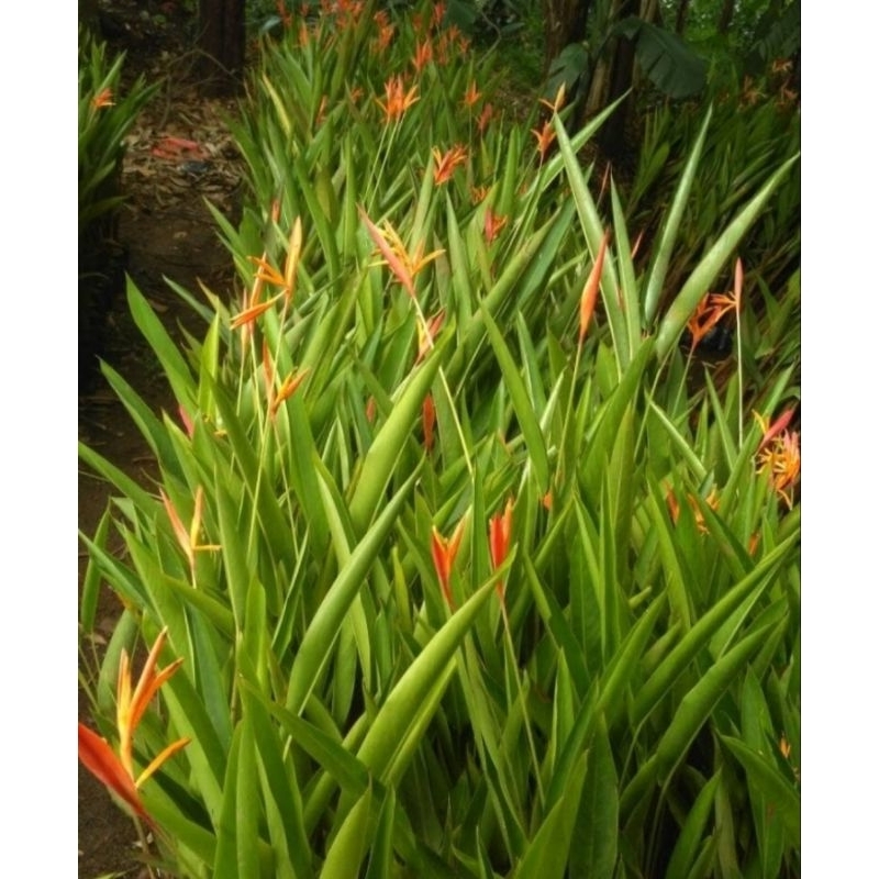 Tanaman Pisang Heliconia Tanaman Pisang Pisangan Tanaman Hias Murah