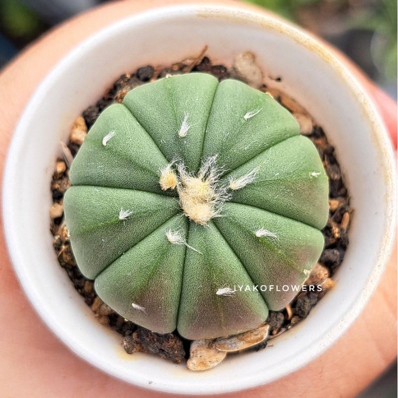 KAKTUS ASTROHYTUM ASTERIAS KABUTO | IYAKO FLOWERS