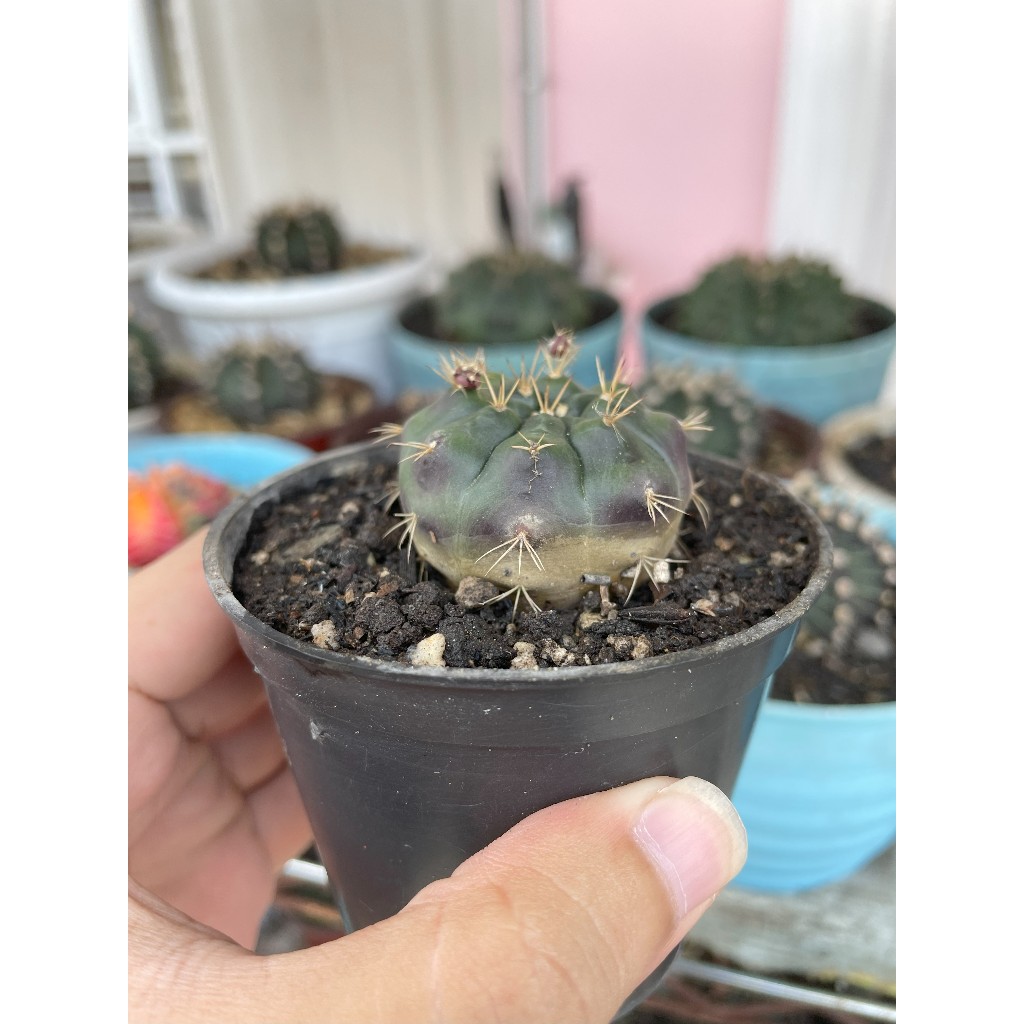 KAKTUS GYMNO DAMSII PURPLE GYMNO DAMSI PURPLE GYMNO DAMSI UNGU