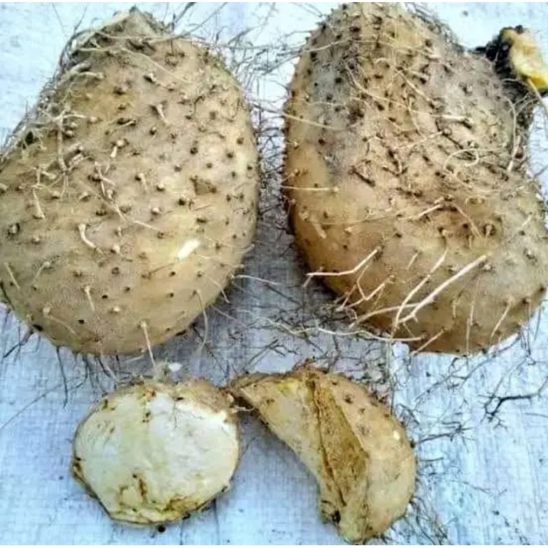 1kg Umbi Gadung