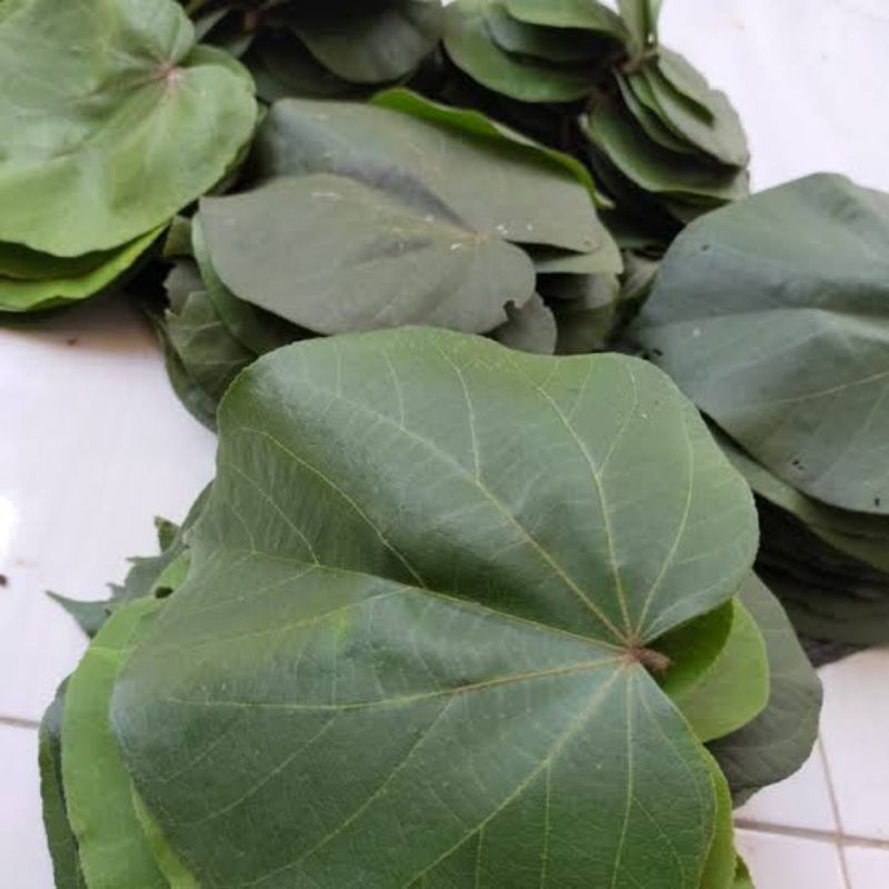 

Daun Waru Segar Isi 1Kg Herbal