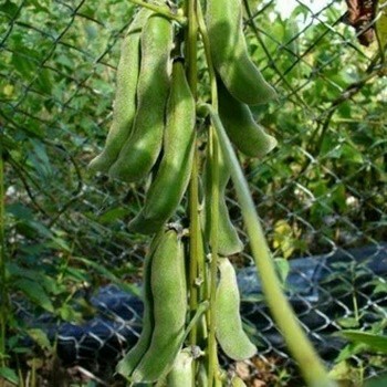 Nafisah Seeds - Benih 5 Biji KACANG KORO Unggul