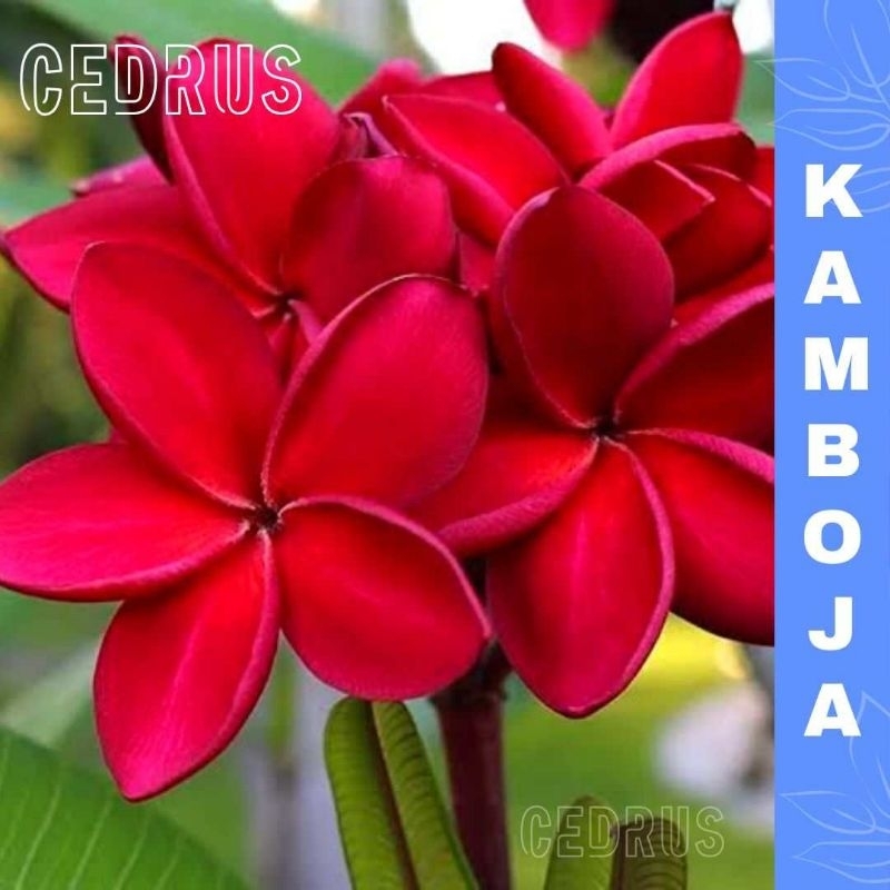 Benih KAMBOJA BALI MERAH - Biji Bunga Pohon
