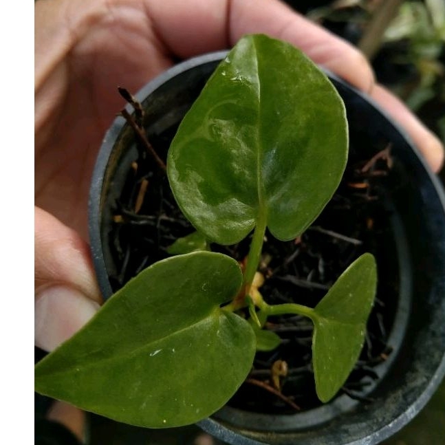 anturium black selfit