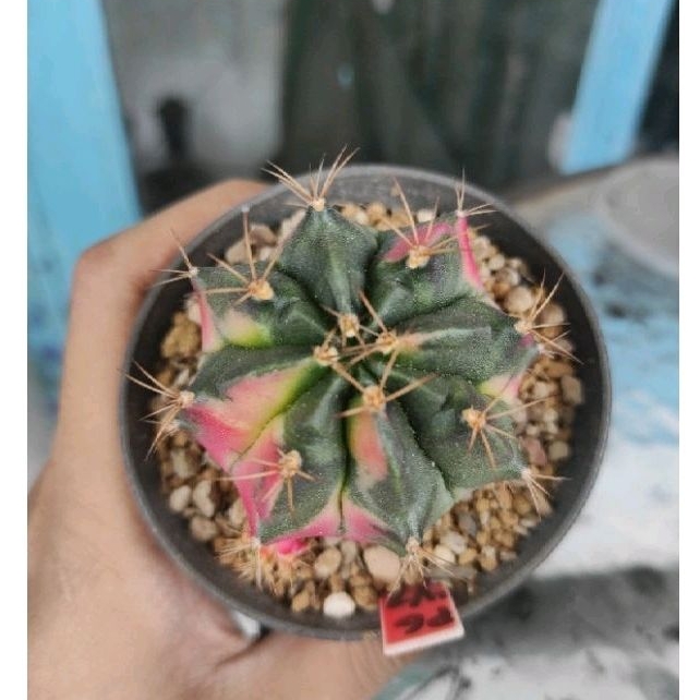 kaktus cactus pink giant gymno miha