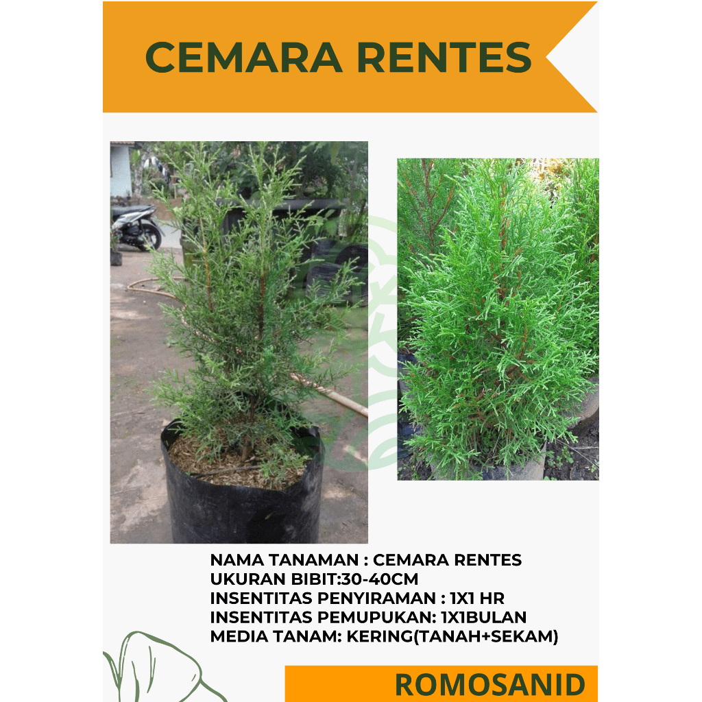 Cemara Rentes - Cemara Wangi - Aroma Khas Cemara - Tanaman Hias - pohon rentes - romosanid
