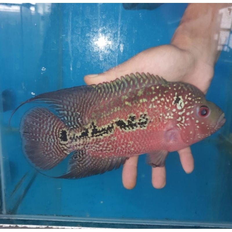 Hiasan Aquarium Ikan Louhan Kamfa F2 Ori Thailand 4 Jari