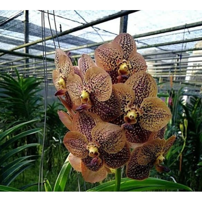 vanda thailand gold x khulwade fragrant
