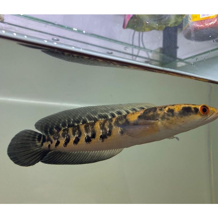 Buruan Beli HASIBUAN FISH chna Maru ys/yellow Sentarum red eye