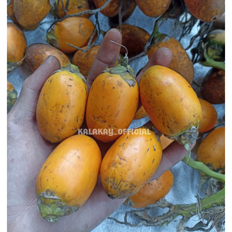 

Buah Pinang Wangi Matang Dipohon / Buah Pinang Jambe Wangi per PCS