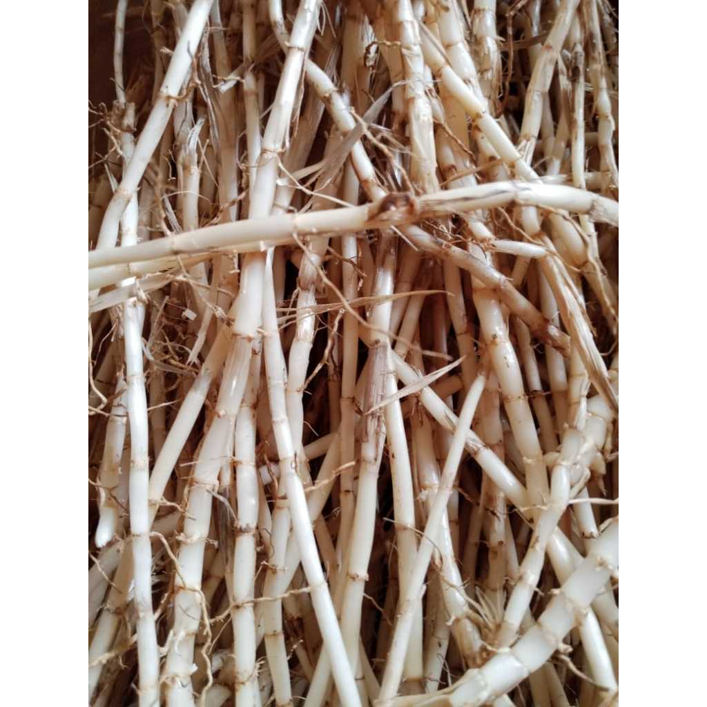 

Akar Alang Alang Segar Berkhasiat 500Gram