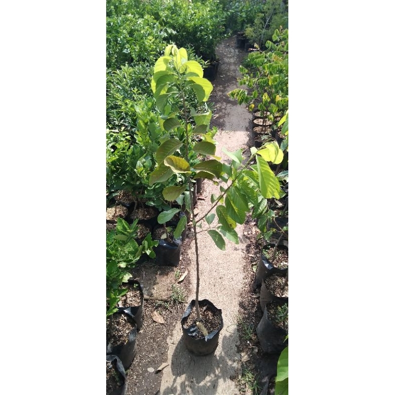BIBIT BUAH SRIKAYA