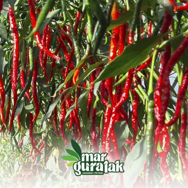 BIBIT CABE MERAH LOKAL BATU GARUT