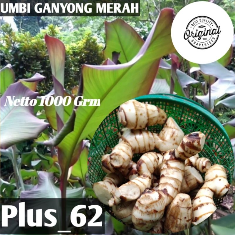 

Sayuran umbi ganyong/ganyol merah organik kemasan 1000 grm