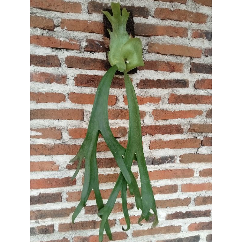 Platycerium Willinckii Roll size sedang