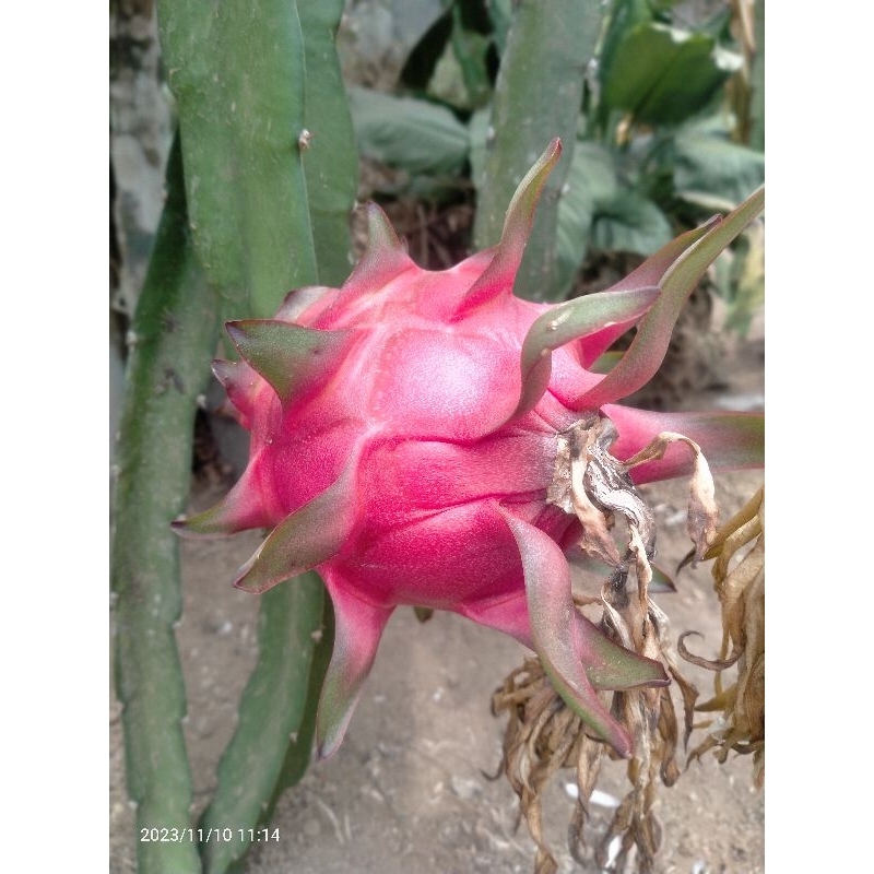 

Buah naga segar merah fresh ada pesanan baru petik asli kebun sendiri tanpa obat kimia