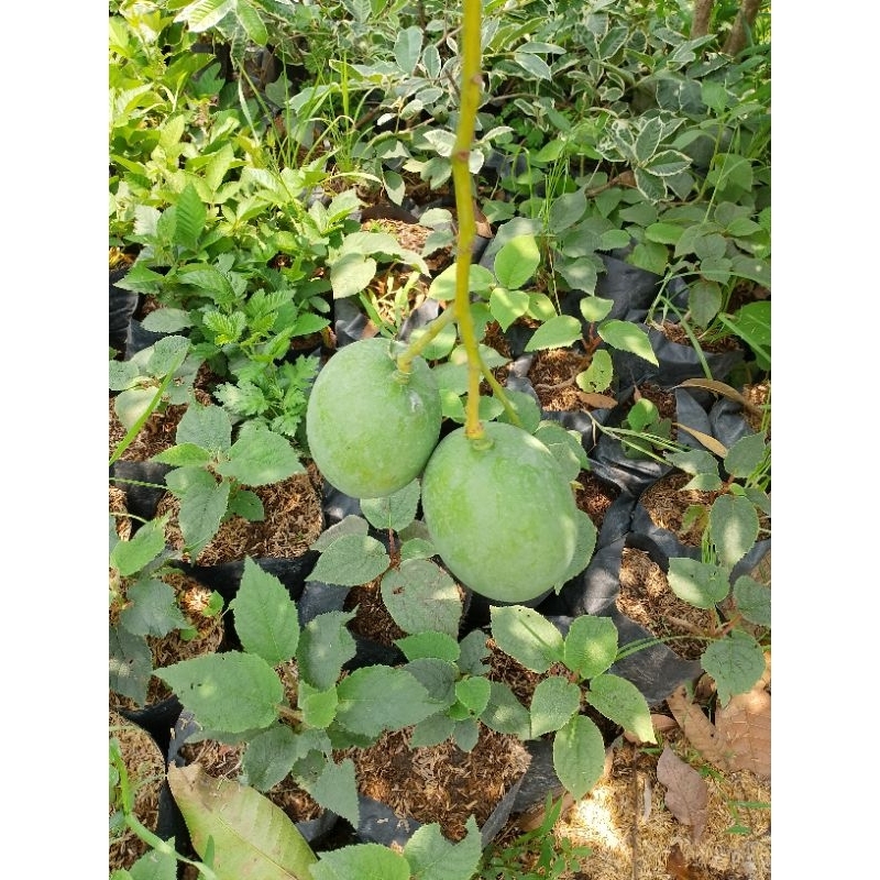 bibit mangga manalagi kondisi berbunga