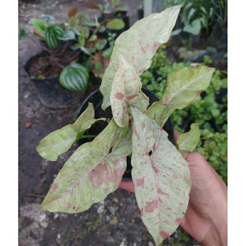 syngonium milk confetti
