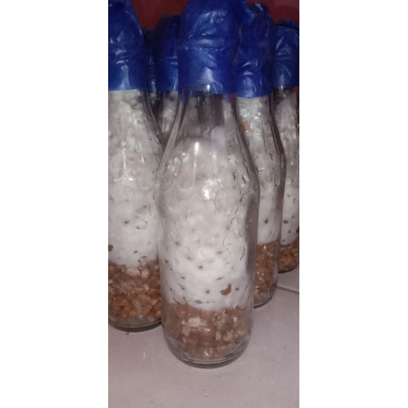 Bibit jamur tiram putih f3