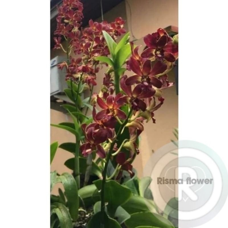 BUNGA ANGGREK DENDROBIUM JUMBO BROWN DEWASA / TANAMAN HIAS POHON ANGGREK DENDROBIUM JUMBO DEWASA