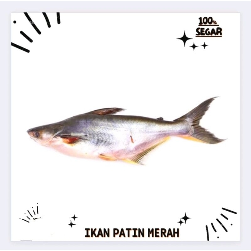 

Ikan Patin Merah Segar 1Kg