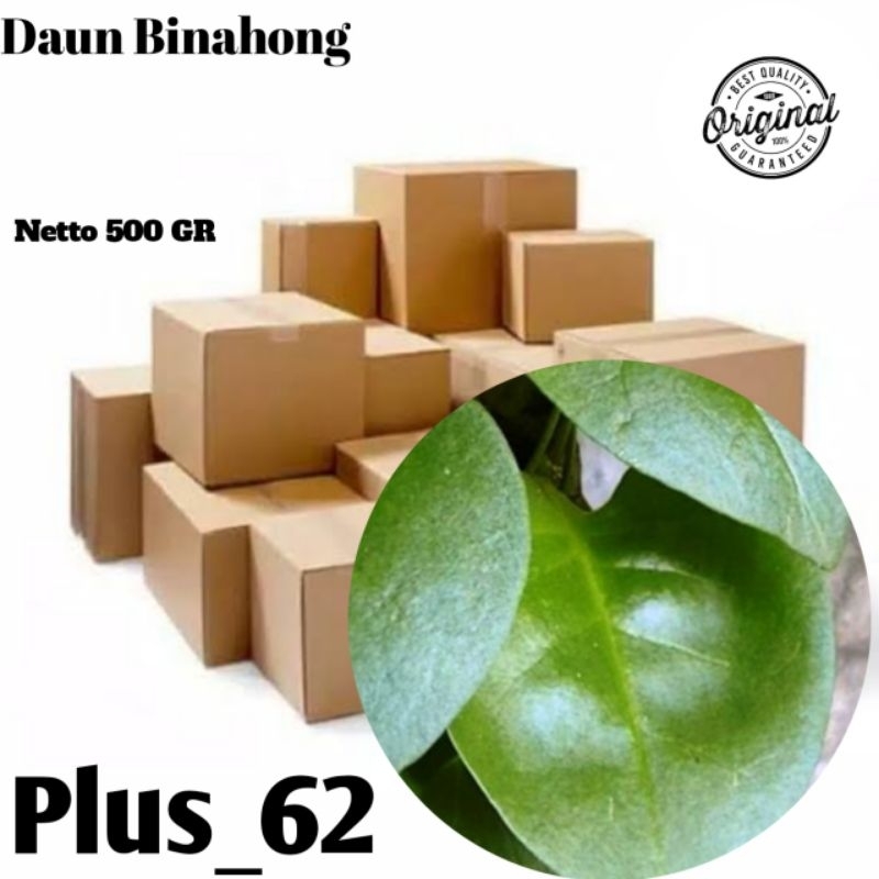 

Jual daun binahong fresh binahong obat herbs/500 gr