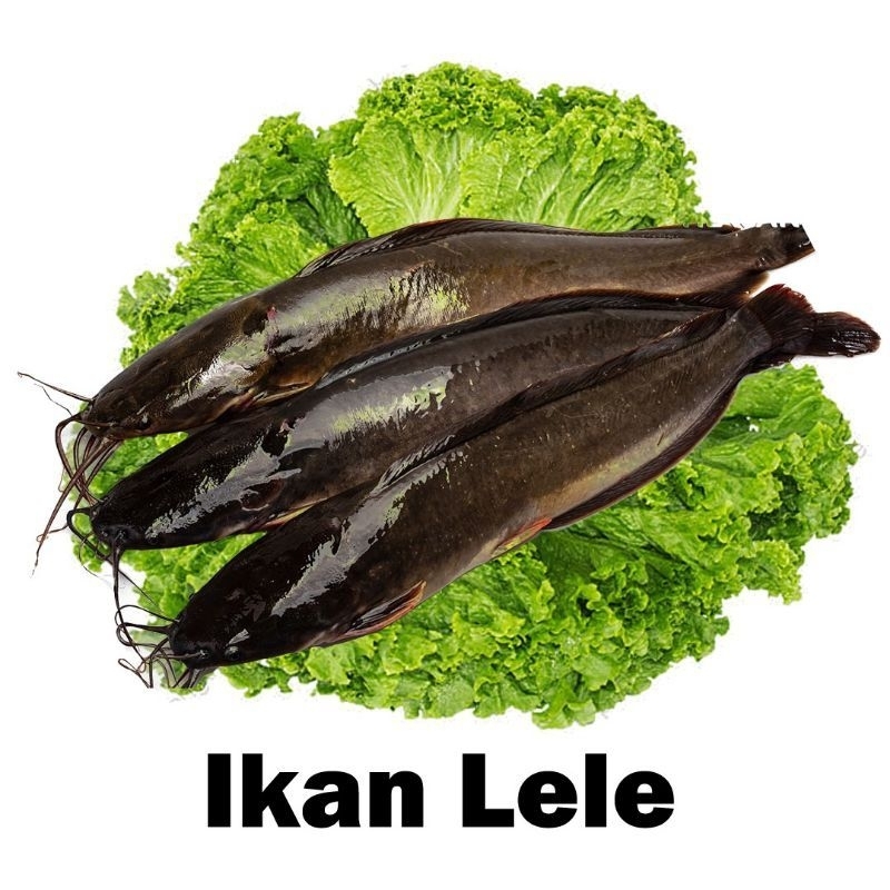 

Ikan Lele Segar , Sudah dibersihkan