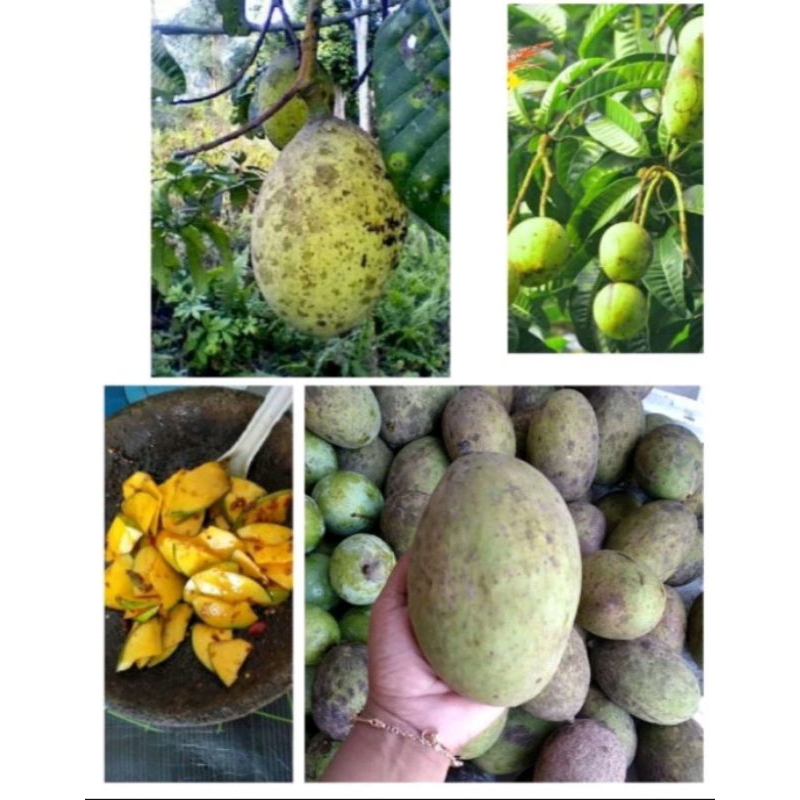 

Buah Pakel Buah Limus Muda Segar 1 Kg