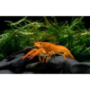Udang Lobster Red Blue White marl boro - ETALASE ready