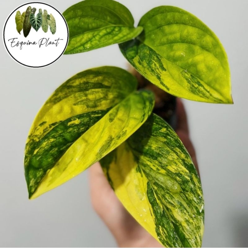 Tanaman hias Monstera Karstenianum Peru varigata / sirih varigata