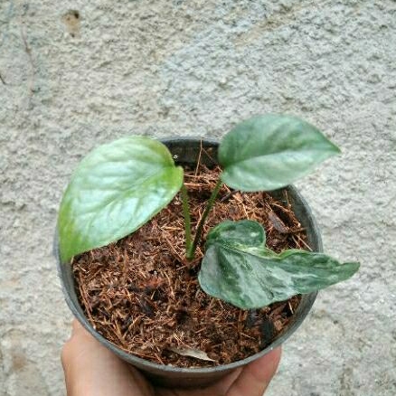 Epipremnum Hanoman Sp Bali ( bibit)