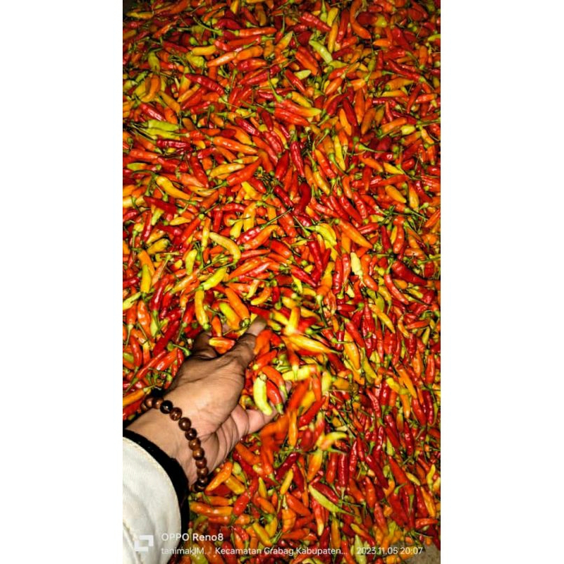 

Cabe Ori magelang super awet