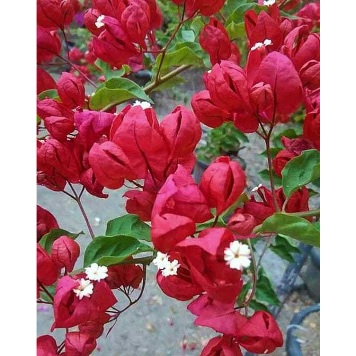 Bibit Tanaman Hias Bunga Bougenville Id Anggur Merah Ori  Bukan Sambung
