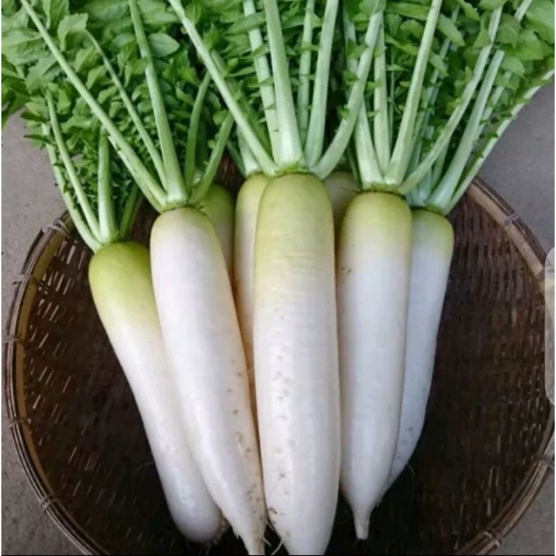 benih bibit biji LOBAK PUTIH super