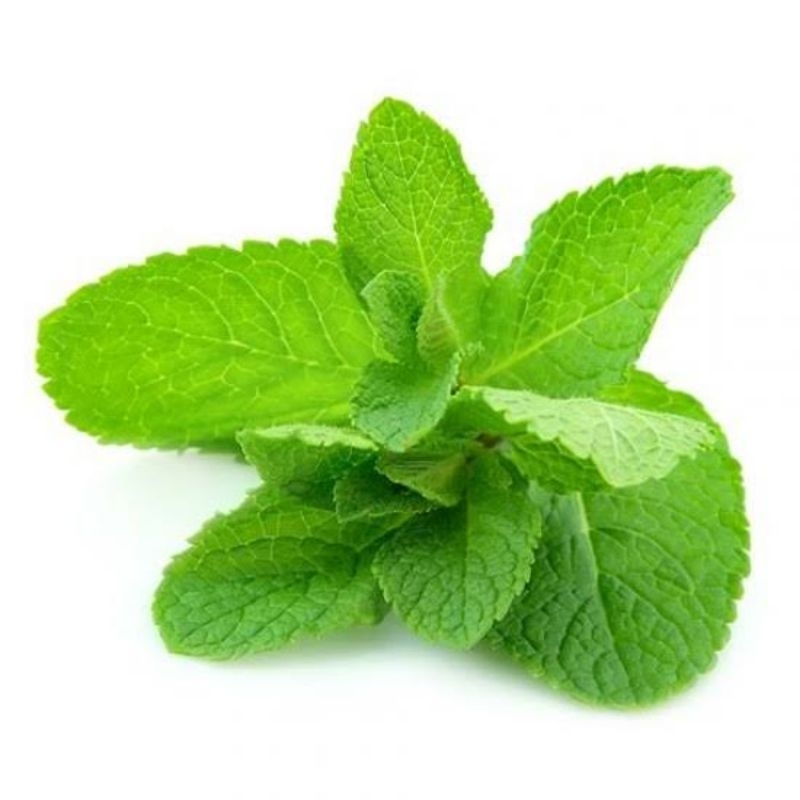 

Daun Mint Segar / Pappermint 50 gram
