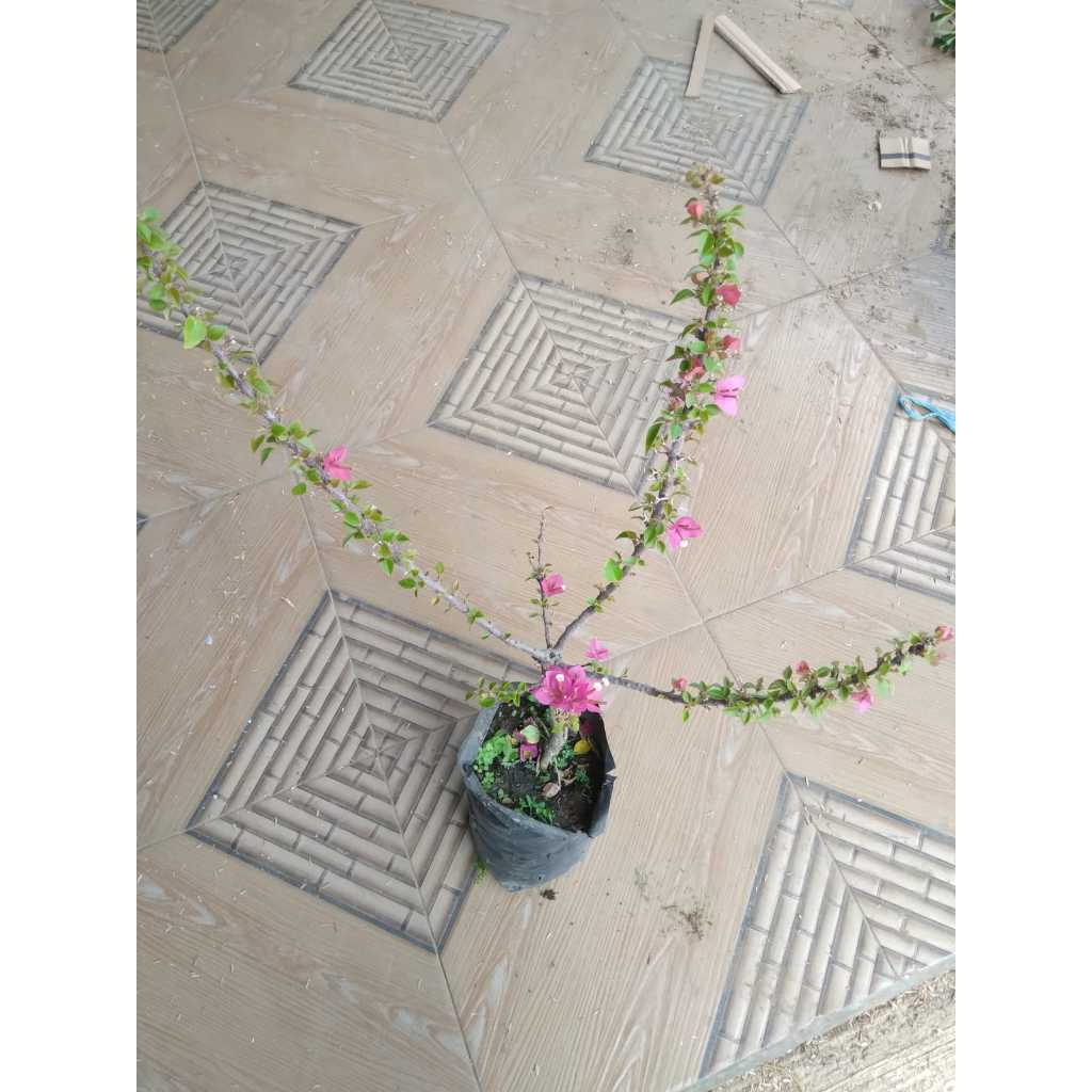 Tanaman Hias Bunga Bougenville Singapore Pink Jaminan Ori