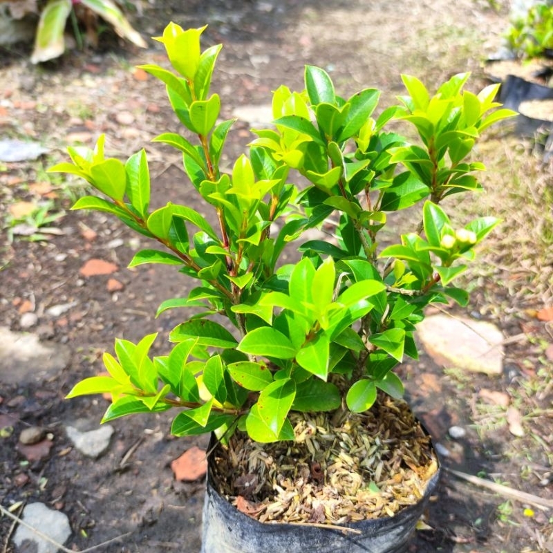 Bibit pohon jambu lili pily / buah jambu air mini / pili pily