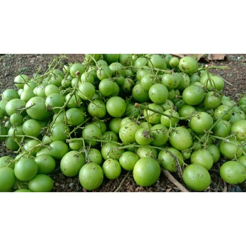 Jatake / Gandaria 1kg