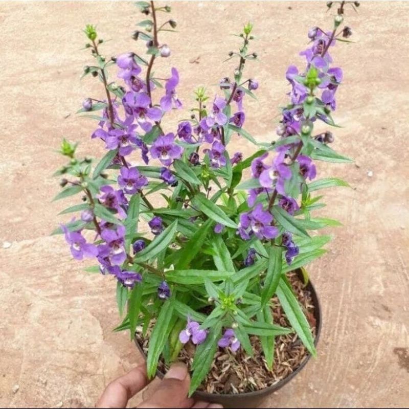( BISA COD ) tanaman hias lavender tanaman lavender bunga ungu tanaman lavender