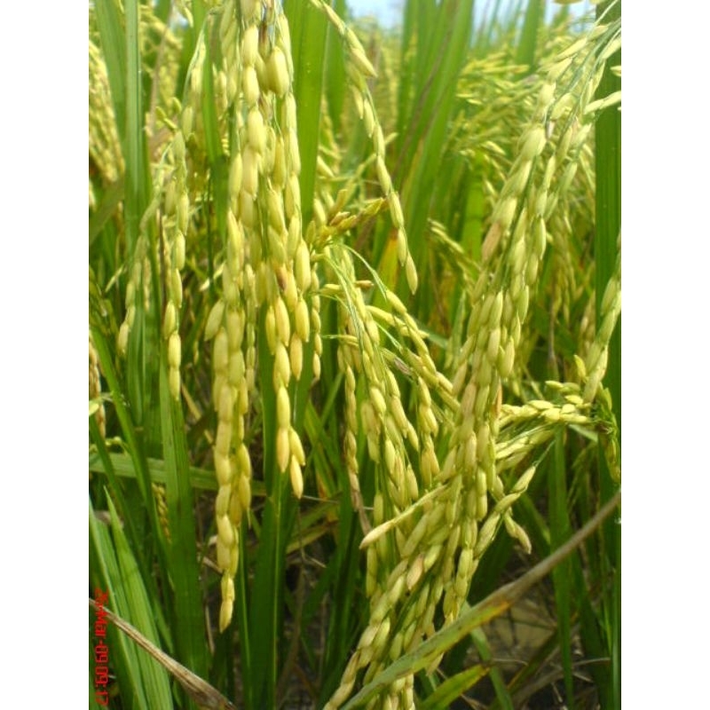 PROMOOO  1 KG BENIH PADI CIHERANG SUPER