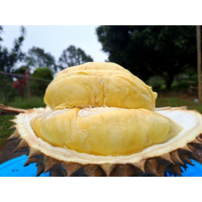 

Durian Frozen/ Durian MATAHARI Durian premium 500 grm