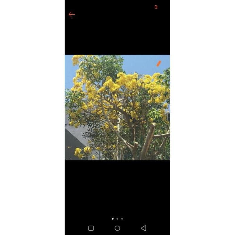 TANAMAN HIAS TABEBUYA 2 METER BUNGA KUNING