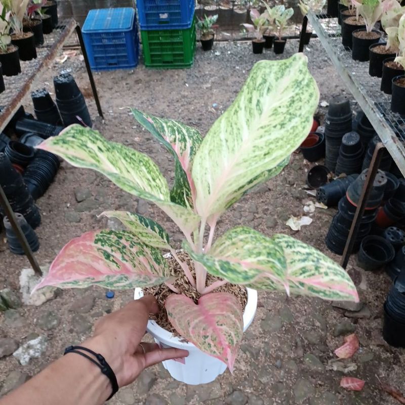 PROMO  Tanaman hias - Aglonema bidadari