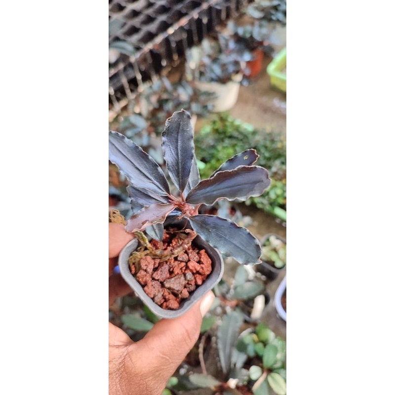 bucephalandra